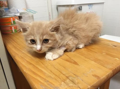 AURELIA - Domestic Long Hair available for adoption