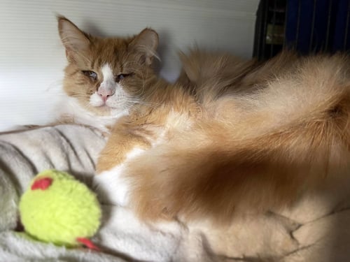 WOOKIE - Domestic Long Hair available for adoption