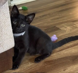 RAVEN - Domestic Short Hair available for adoption