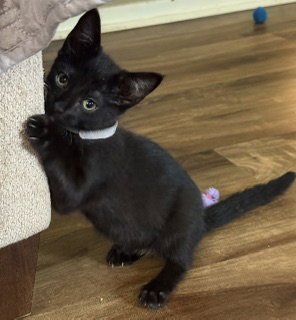 RAVEN - Domestic Short Hair available for adoption