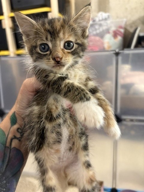 HAZEL