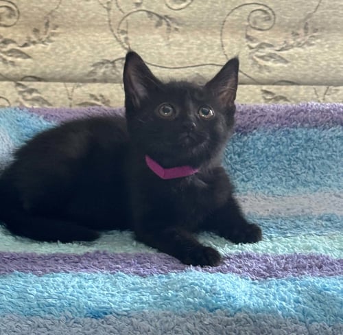 SOPHIA - Domestic Short Hair available for adoption