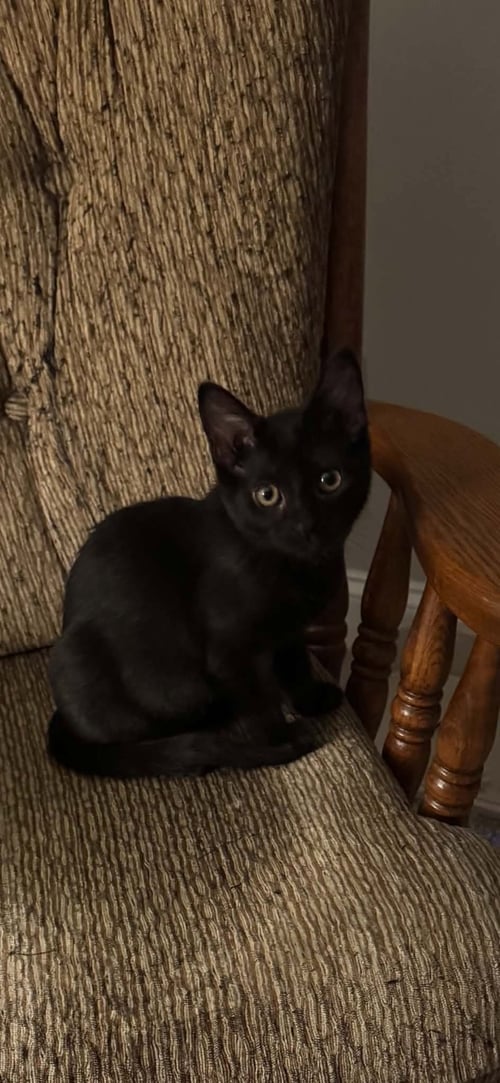 SOPHIA - Domestic Short Hair available for adoption