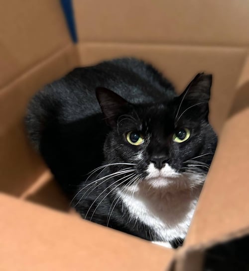 CRICKET - Domestic Short Hair / Tuxedo available for adoption