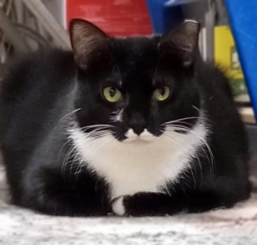CRICKET - Domestic Short Hair / Tuxedo available for adoption