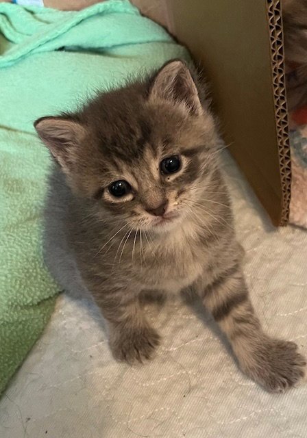 COOPER - Domestic Short Hair available for adoption