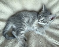 Cooper - Photo 3
