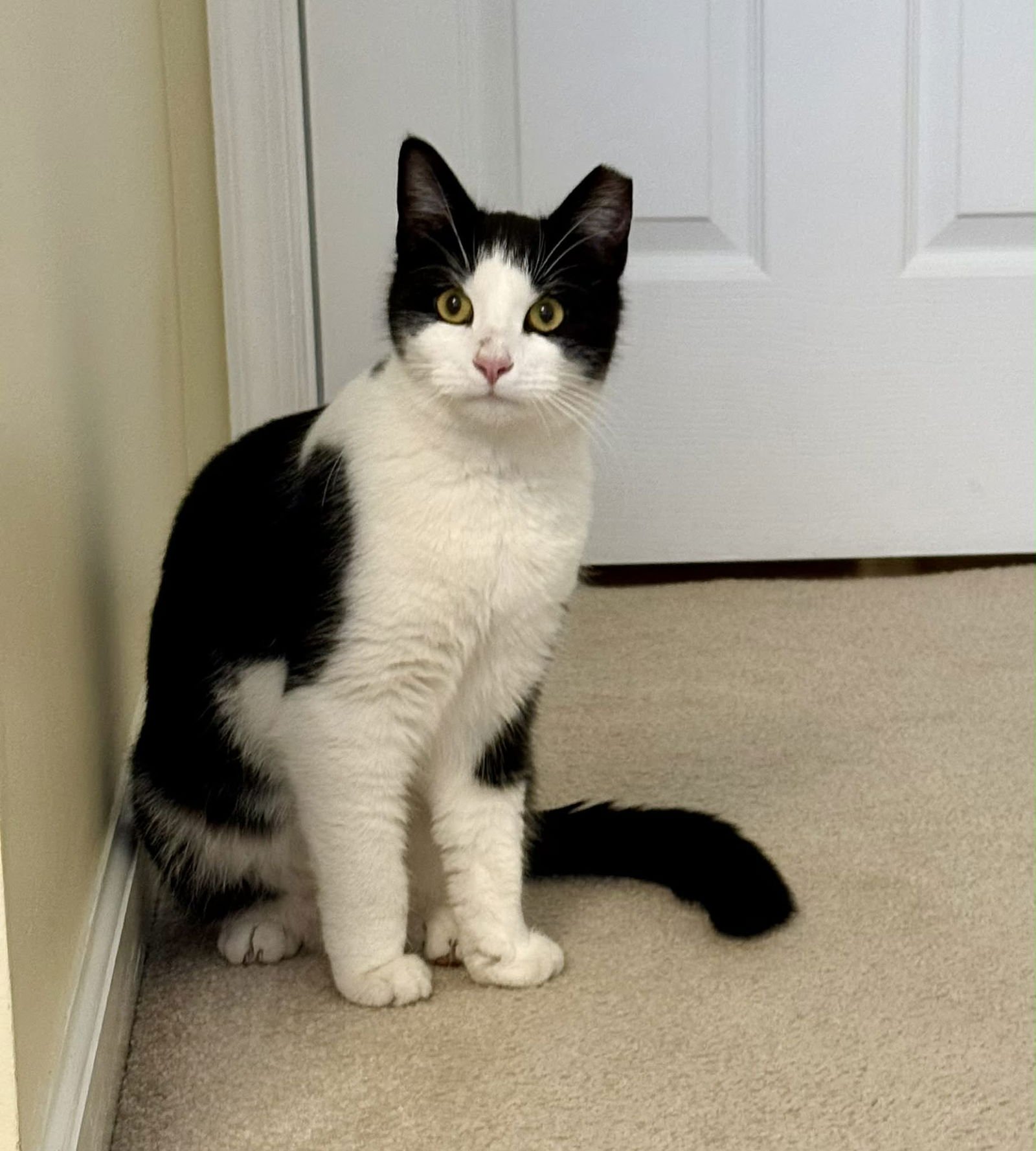 SAMMY - Domestic Short Hair available for adoption