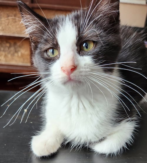 OREO - Domestic Short Hair available for adoption