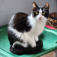 Oreo - Photo 2