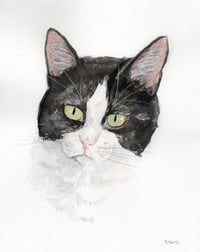 Oreo - Photo 3