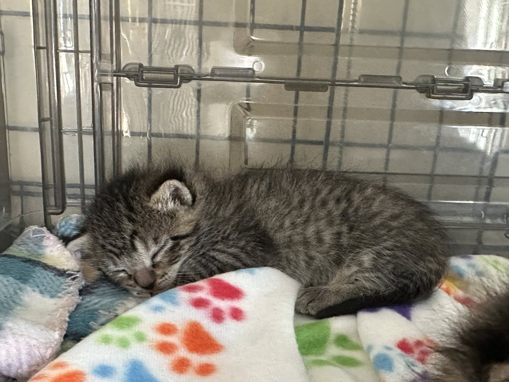Spud (bonded with Tater) Image