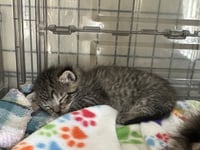 Spud (bonded with Tater) - Photo 1