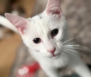 FROSTINE - Domestic Short Hair available for adoption