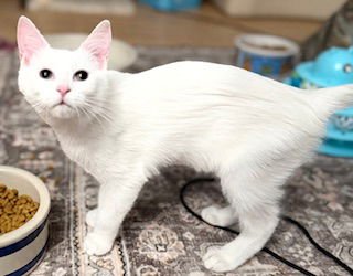 FROSTINE - Domestic Short Hair available for adoption