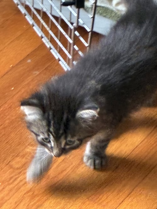 SPARROW - Domestic Short Hair available for adoption