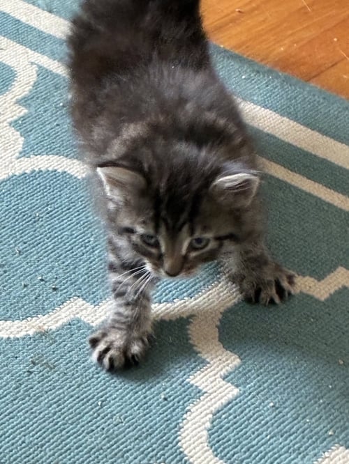 SPARROW - Domestic Short Hair available for adoption