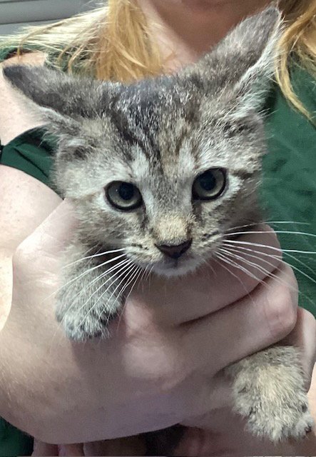 SPENGLER - Domestic Short Hair available for adoption
