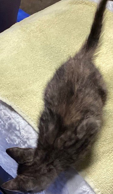 SPENGLER - Domestic Short Hair available for adoption