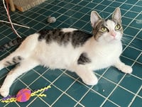 Cocoa - Photo 5