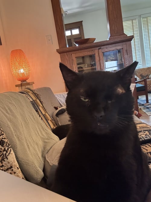 ALISTAIR - Domestic Short Hair available for adoption