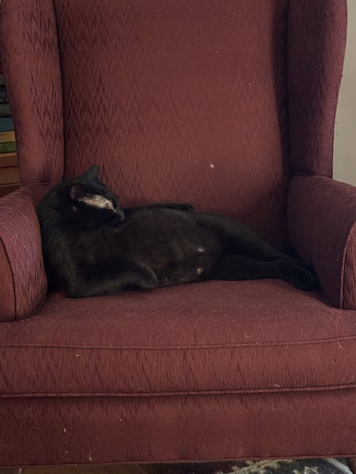 ALISTAIR - Domestic Short Hair available for adoption