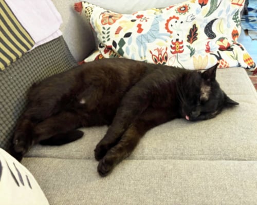 ALISTAIR - Domestic Short Hair available for adoption