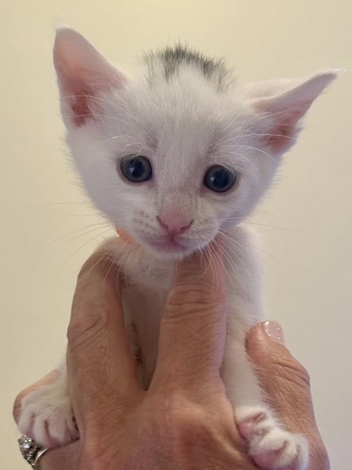 MACARON - Domestic Short Hair available for adoption