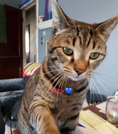 NICK - Domestic Short Hair available for adoption