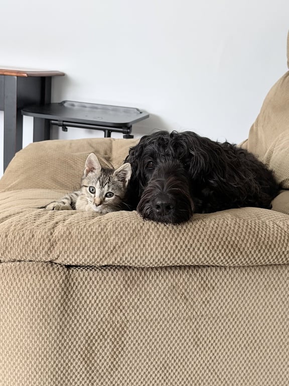 Sparkle (Bonded with Twinkle) Image