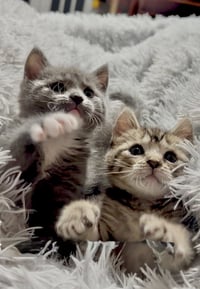 Sparkle (Bonded with Twinkle) - Photo 5