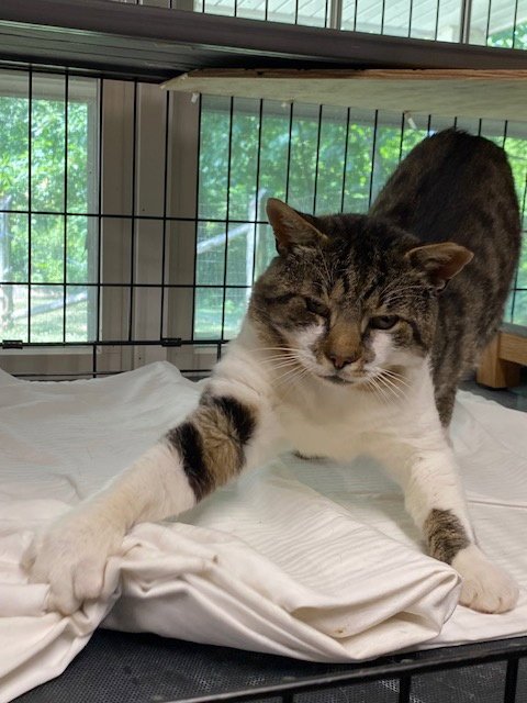 MARKSY - Domestic Short Hair available for adoption