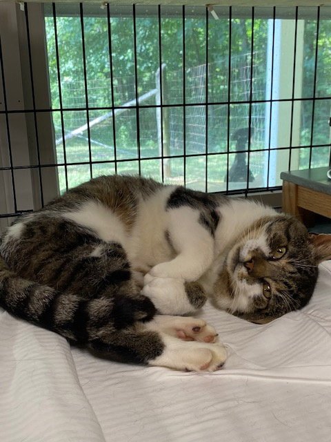 MARKSY - Domestic Short Hair available for adoption