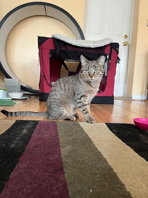 NUTMEG - Domestic Short Hair available for adoption