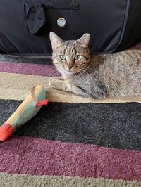 Nutmeg - Photo 6
