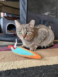 Nutmeg - Photo 5