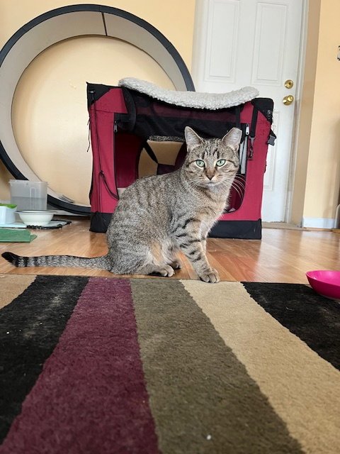 NUTMEG - Domestic Short Hair available for adoption