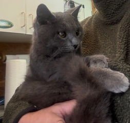 NICHOLAS - Domestic Short Hair available for adoption