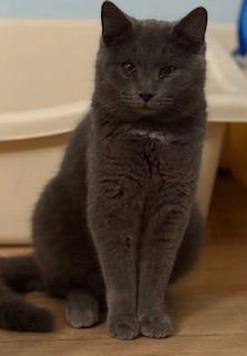 NICHOLAS - Domestic Short Hair available for adoption