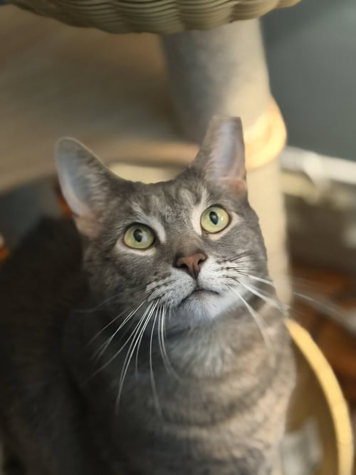 TOM (ADOPT WITH LITTLE SISTER AMORA)