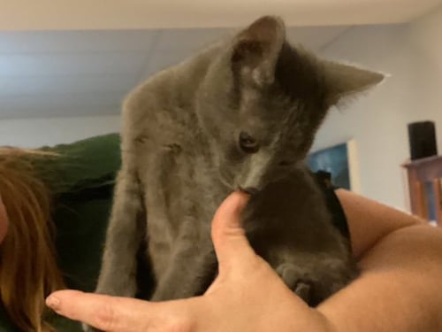 GEORGIE GIRL - Domestic Short Hair available for adoption