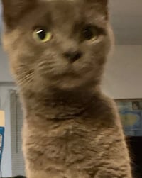 Georgie Girl - Photo 2