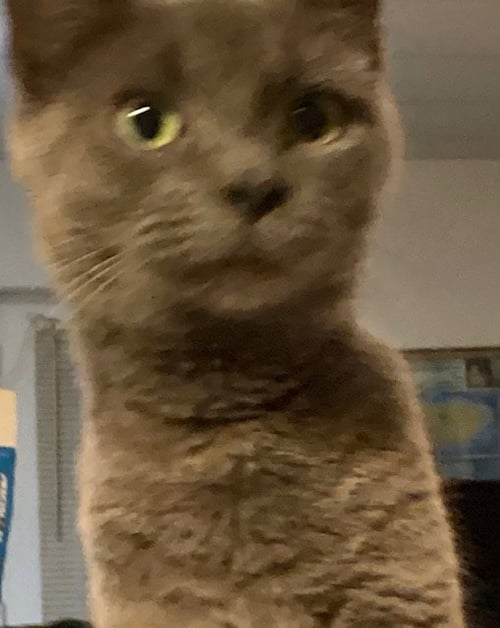 GEORGIE GIRL - Domestic Short Hair available for adoption