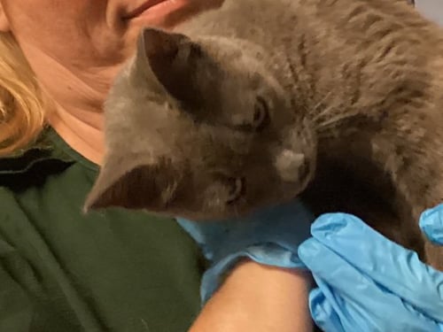 GEORGIE GIRL - Domestic Short Hair available for adoption