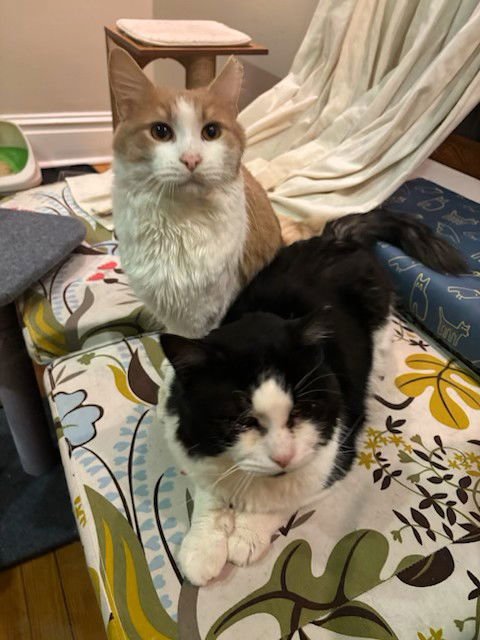 HEDWIG (BONDED WITH RUPERT) - Domestic Medium Hair available for adoption