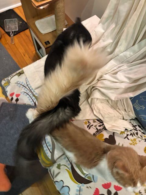 Hedwig (bonded with Rupert) - Photo 4