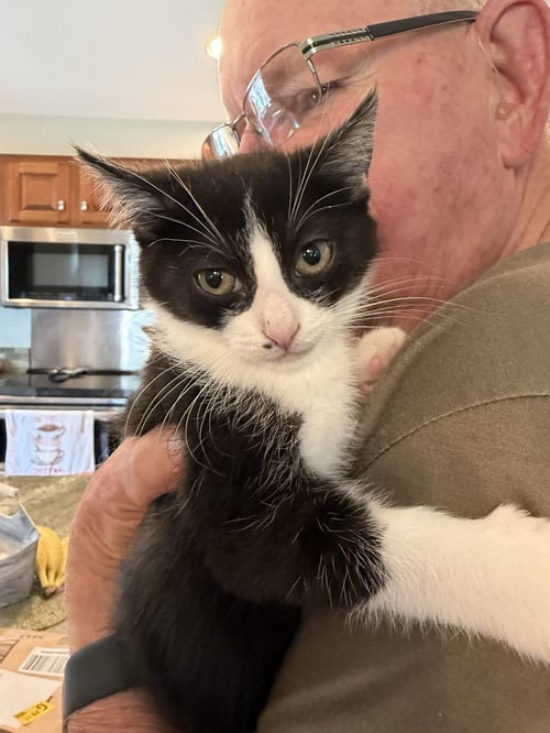 NINI COCO (PETITE LITTLE GAL) - Domestic Short Hair available for adoption