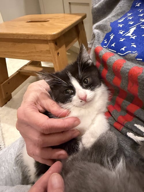 NINI COCO (PETITE LITTLE GAL) - Domestic Short Hair available for adoption