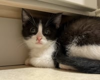 Nini Coco (petite little gal) - Photo 4