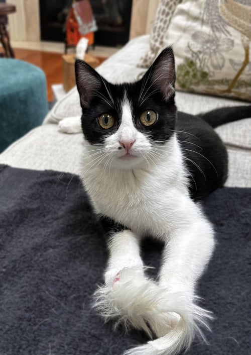 NINI COCO - Domestic Short Hair available for adoption